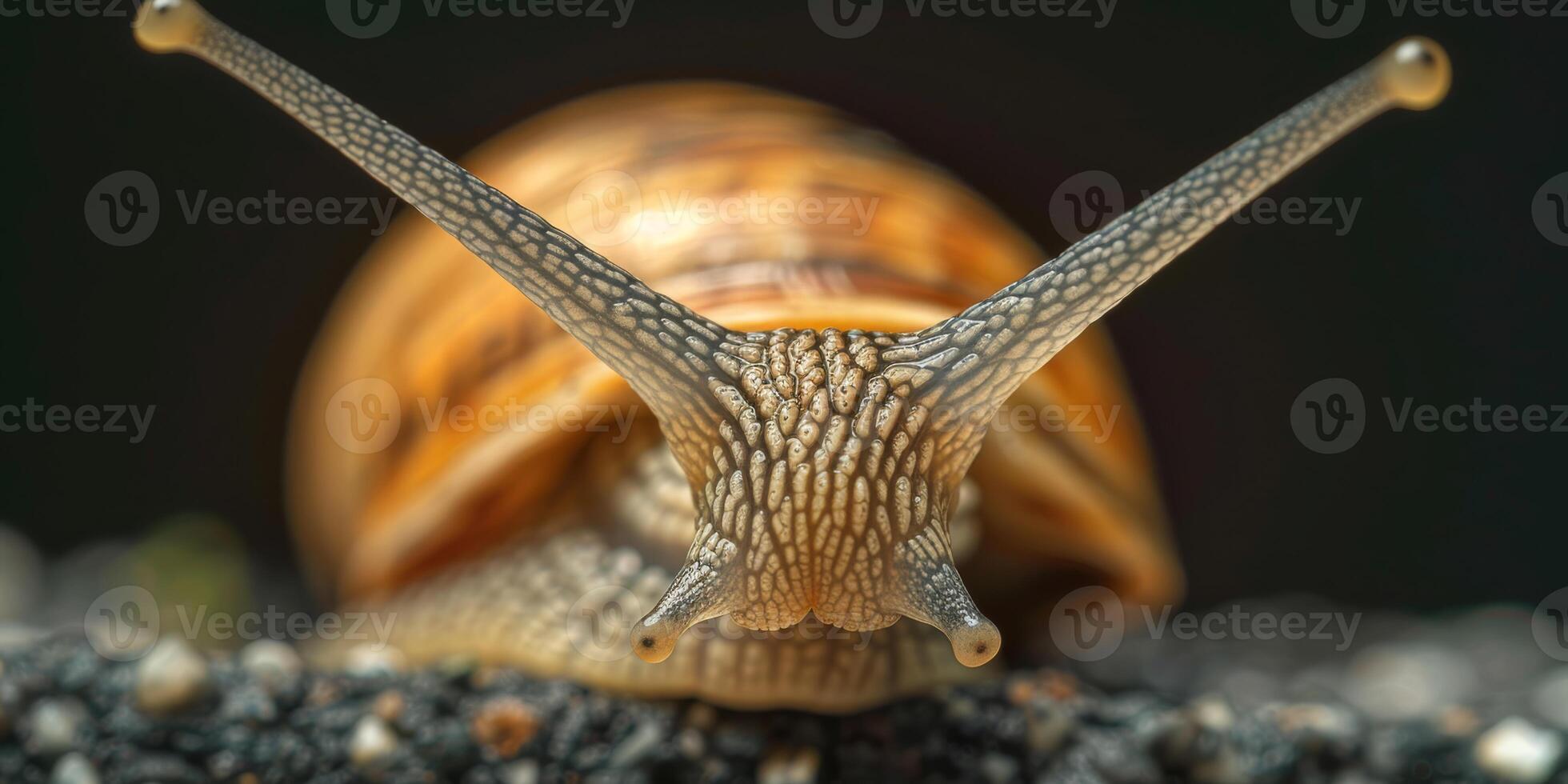 Macro image of a snail with detailed shell pattern on a moist surface, showing antennae prominently. photo