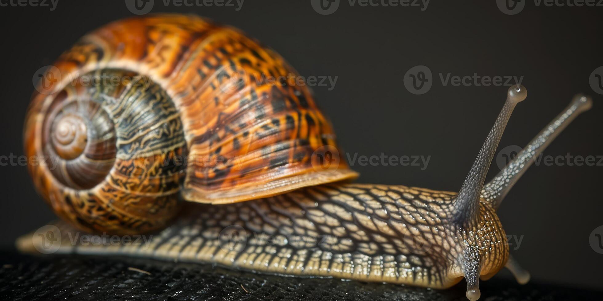 Closeup image of a snail showing its shell and antennae against a dark background, highlighting natures beauty photo