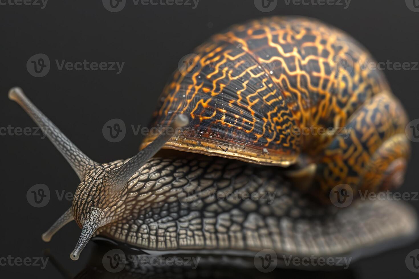 High-quality image of a garden snail showcasing intricate shell patterns and textures in sharp detail. photo