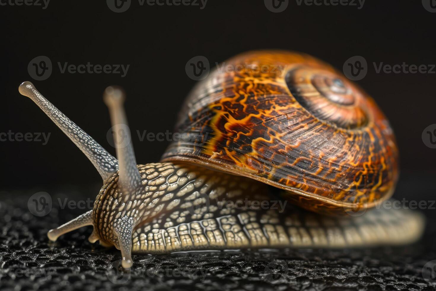 Macro photograph capturing a garden snail with intricate shell pattern and extended antennae on black background. photo