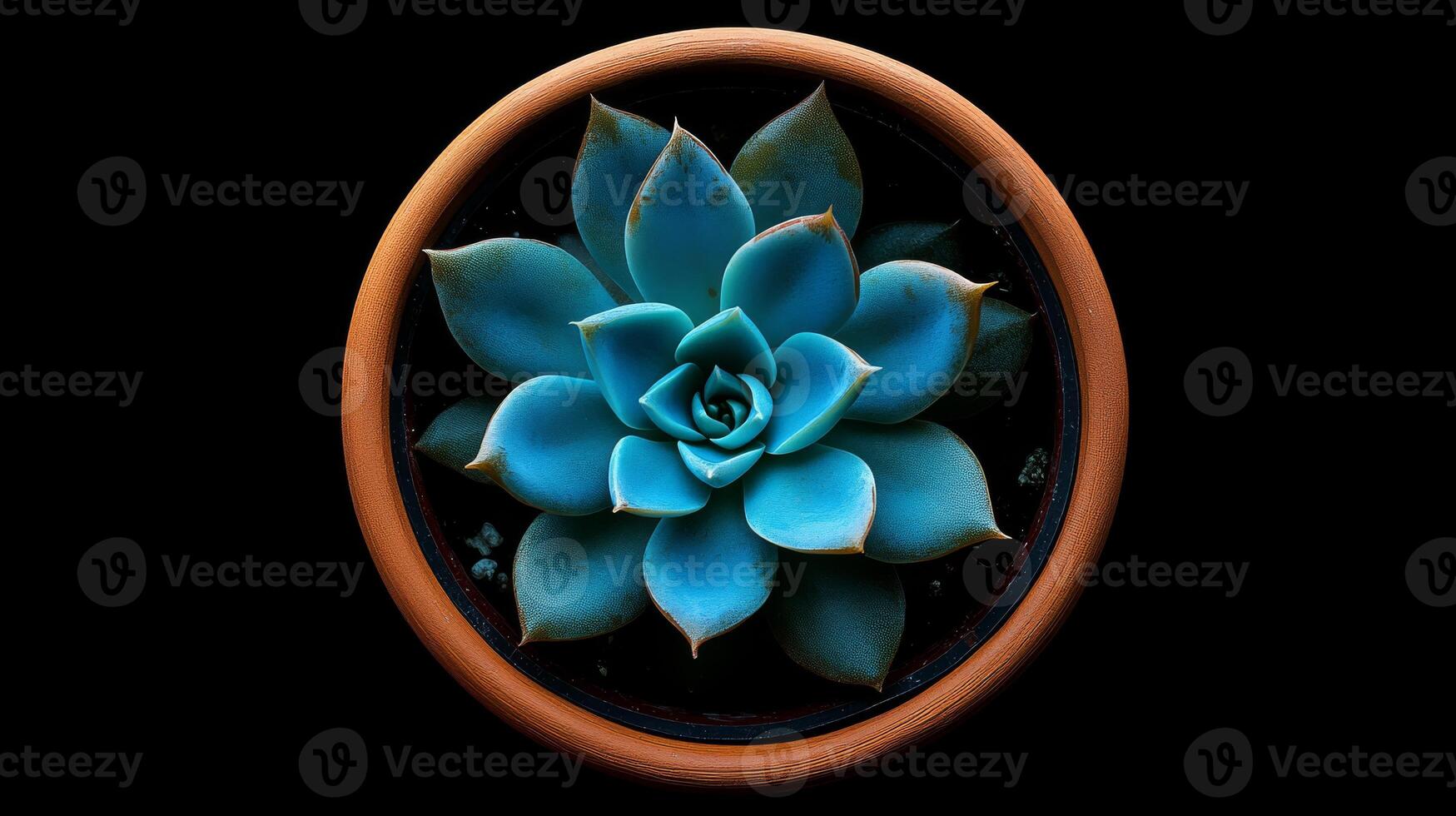 This topdown view highlights a stunning blue echeveria succulent in a classic terracotta pot, showcasing its symmetrical leaves and vibrant colors that capture the viewers attention photo