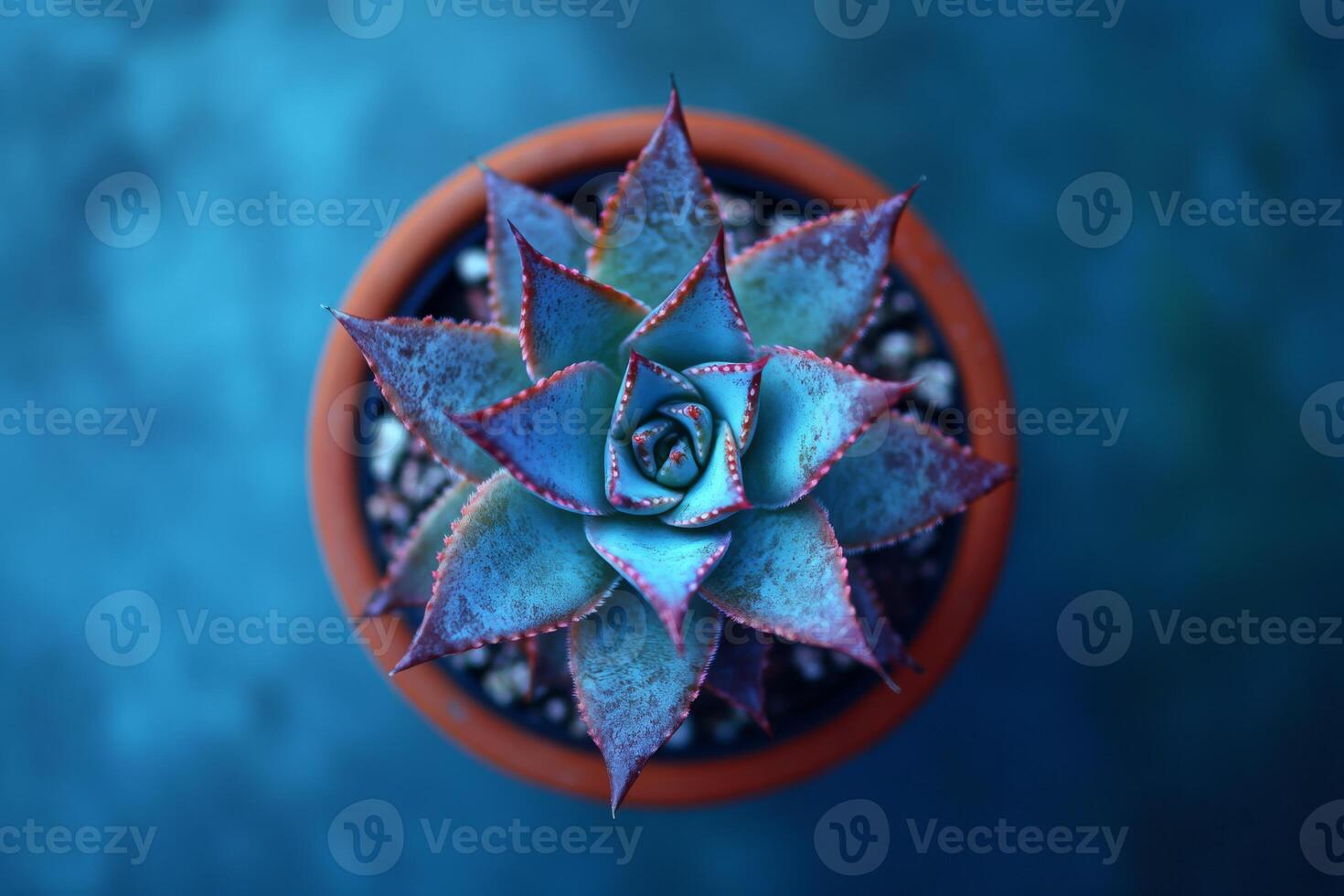 A mesmerizing topdown view of a stunning and vibrant blue echeveria succulent elegantly positioned in a warm terracotta pot, accentuating its symmetrical leaves and the exquisite blend of colors photo