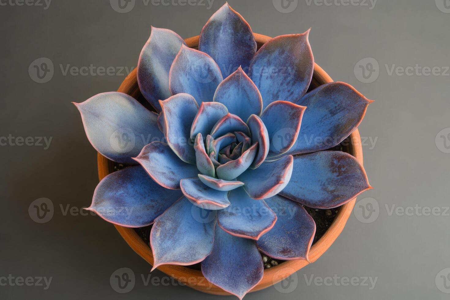This image features a stunning topdown view of a vibrant blue echeveria succulent in a terracotta pot, emphasizing its symmetrical shapes and colorful aesthetics, ideal for any collection photo