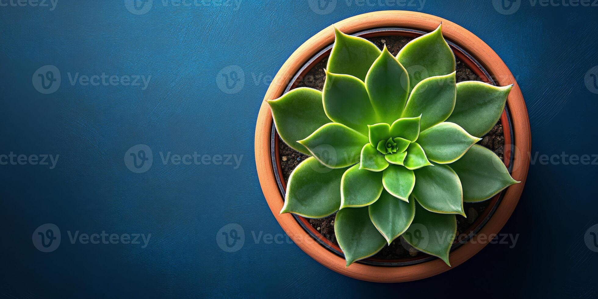 A beautifully vibrant blue echeveria succulent is elegantly showcased in a rustic terracotta pot, emphasizing its striking symmetrical, fleshy leaves and bright lively colors that really stand out photo