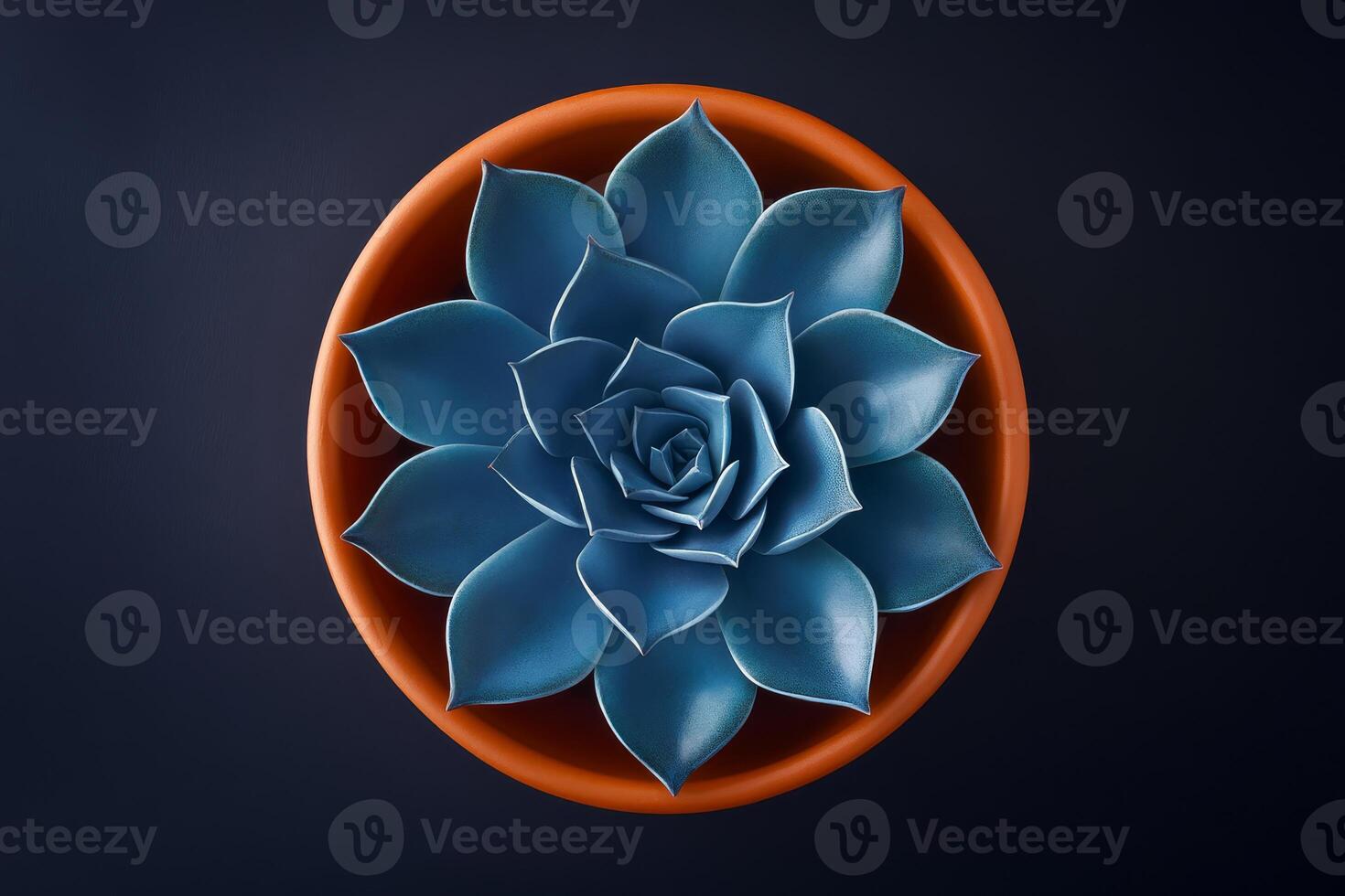 A stunning and beautiful topdown view of a vibrant blue echeveria succulent placed delicately in a terracotta pot, emphasizing its natural symmetry and vibrant colors beautifully photo