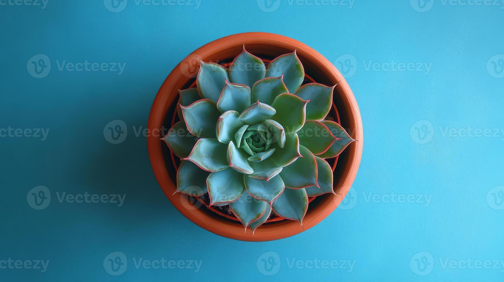 A stunning topdown view of a blue echeveria succulent in a terracotta pot highlights its lush leaves and vibrant colors, adding charm and elegance to any interior or garden space photo