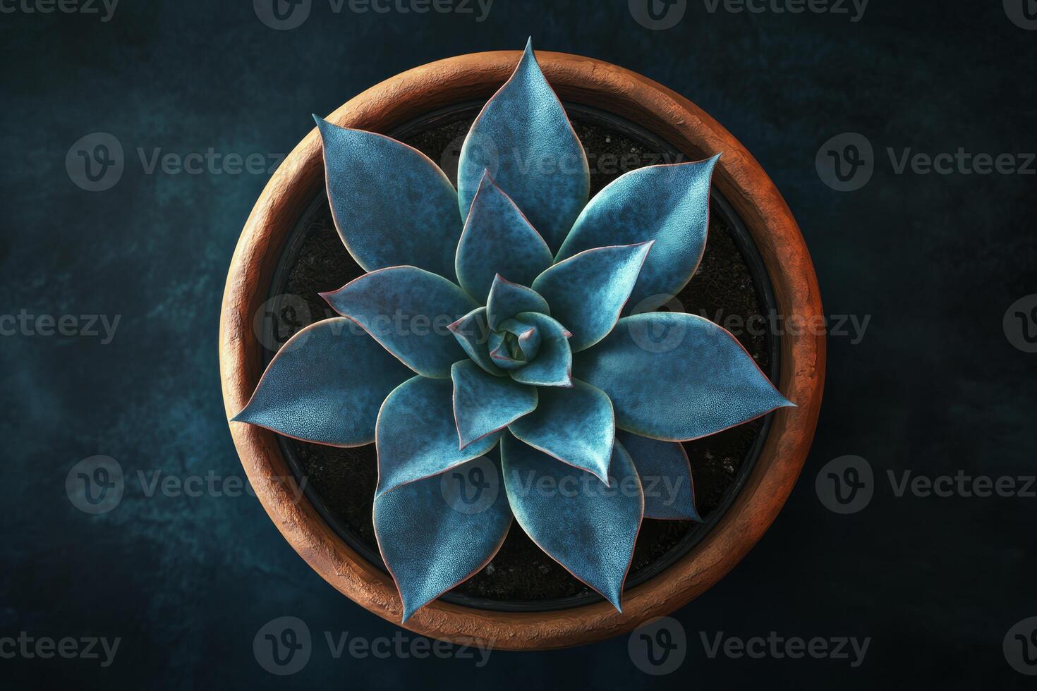 This topdown view features a vibrant blue echeveria succulent in a terracotta pot. Its symmetrical leaves enhance its beauty, making it a great choice for home decor and nature lovers photo