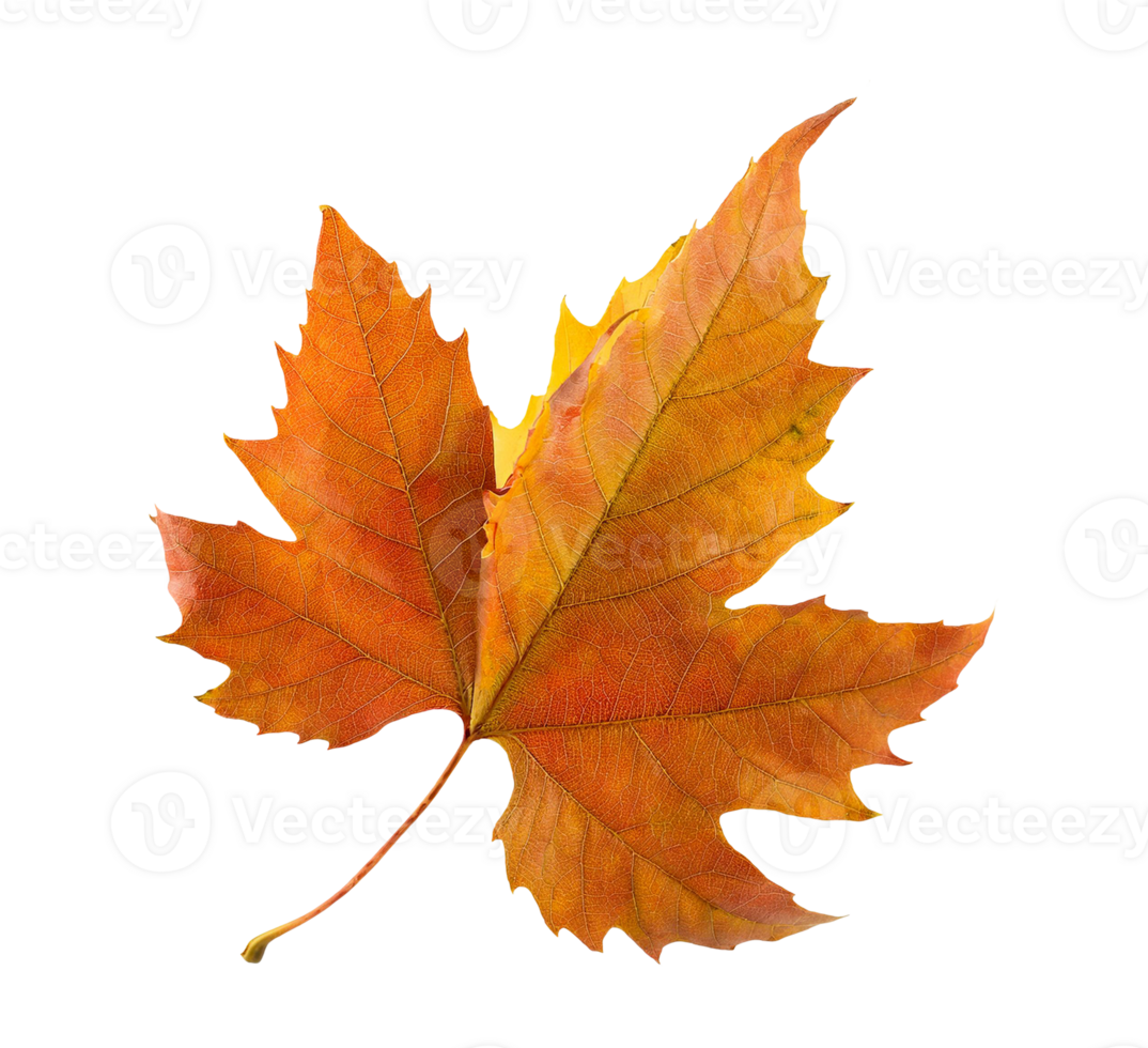 A single maple leaf on a transparent background png