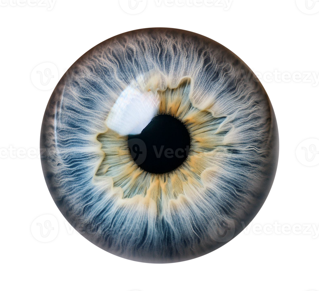 An image of a human eye with a blue iris on transparent background png