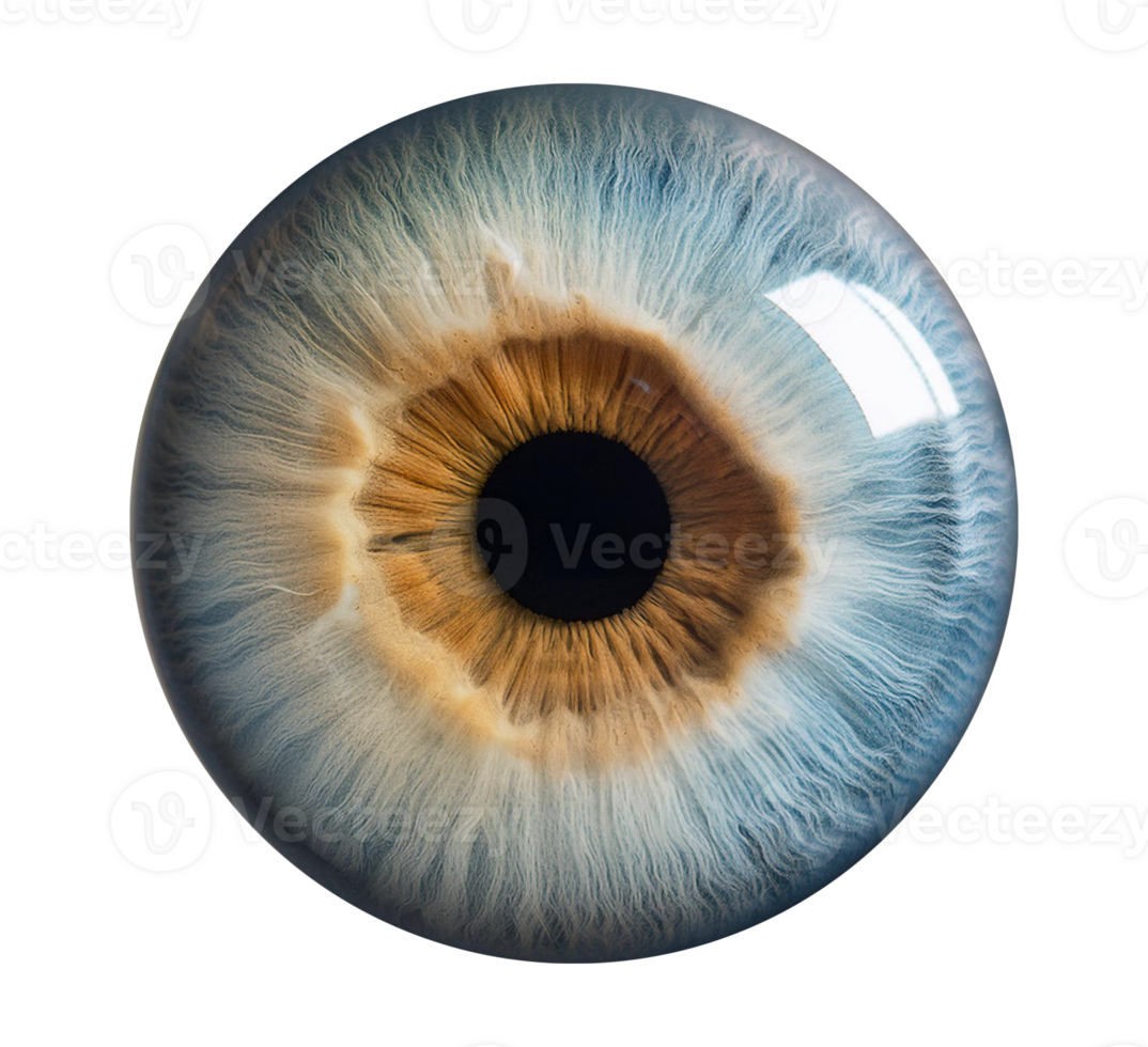 An image of a human eye with a blue iris png
