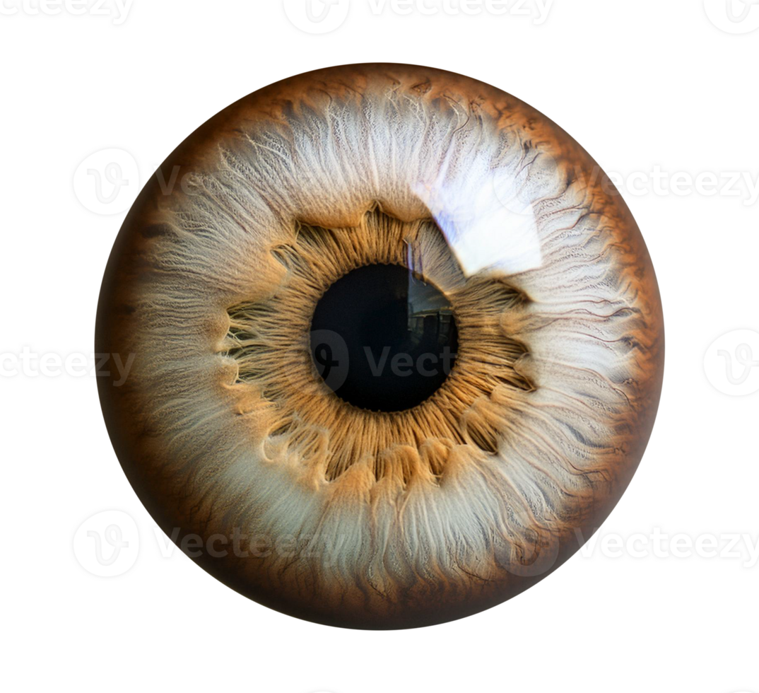 An image of a human eye with a transparent background png