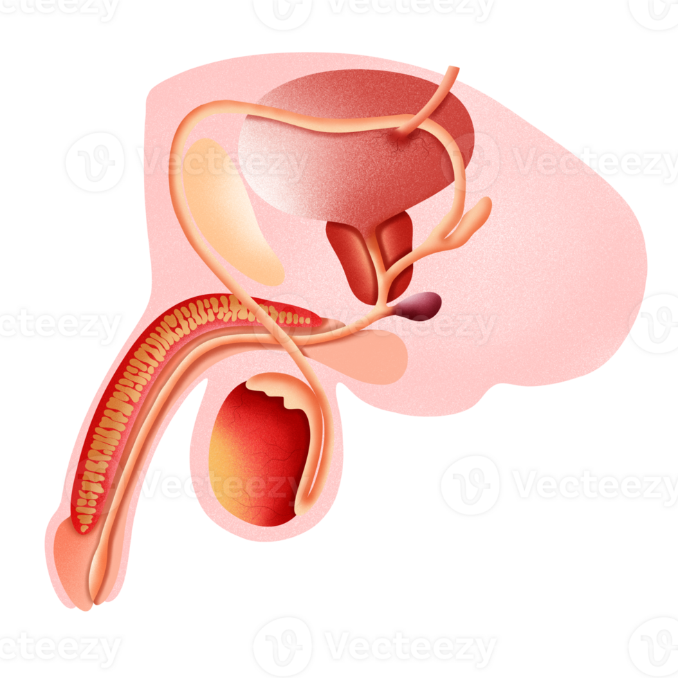 Structure of male reproductive system illustration by hand drawn. png