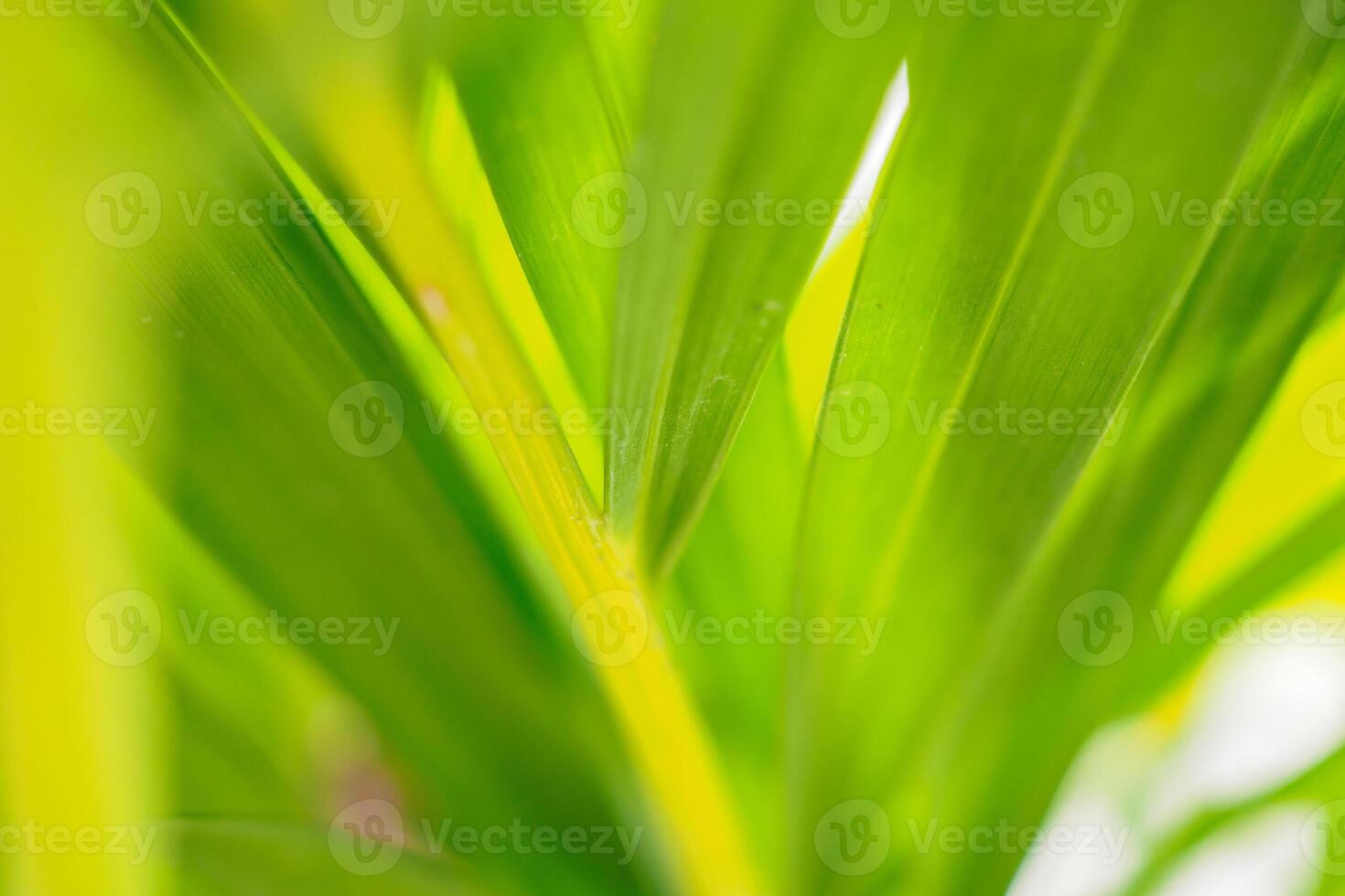 Natural plant green leaf in garden with bokeh background photo