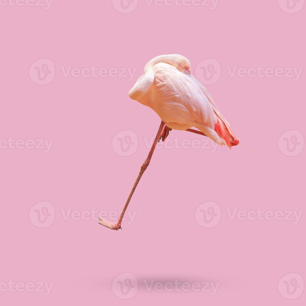 Beautiful flamingo bird isolated on pink background photo