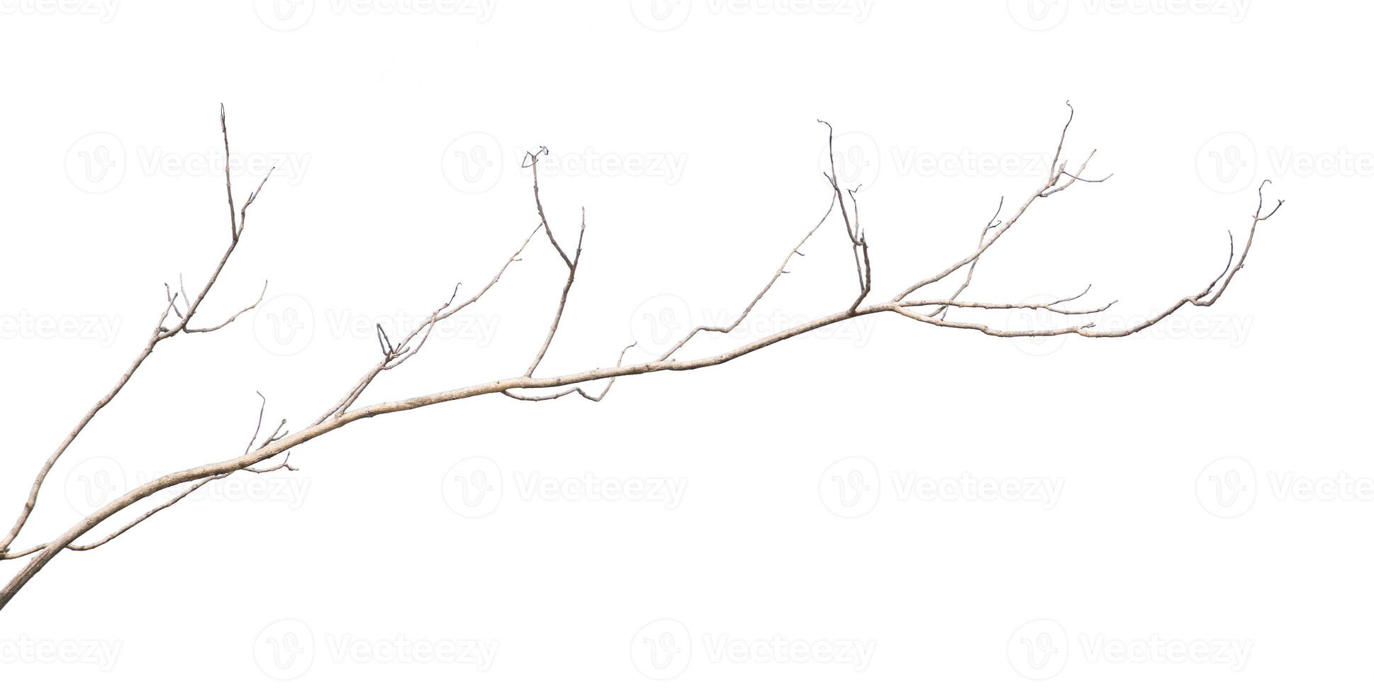 Dry tree branches isolated on white background photo