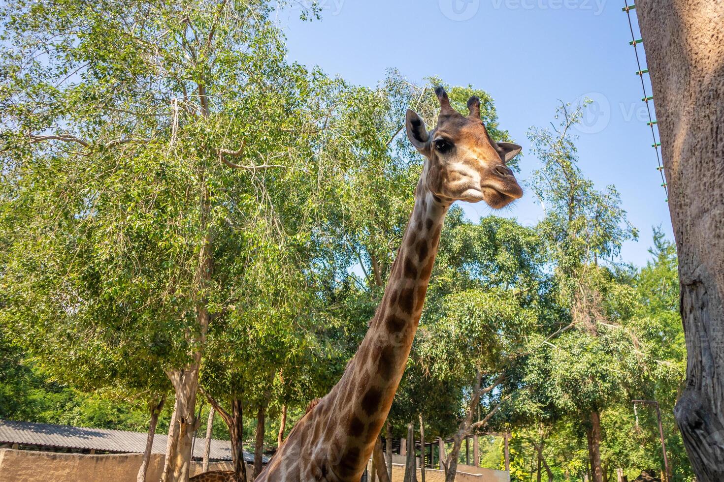Giraffe long neck safari animal with green tree background photo