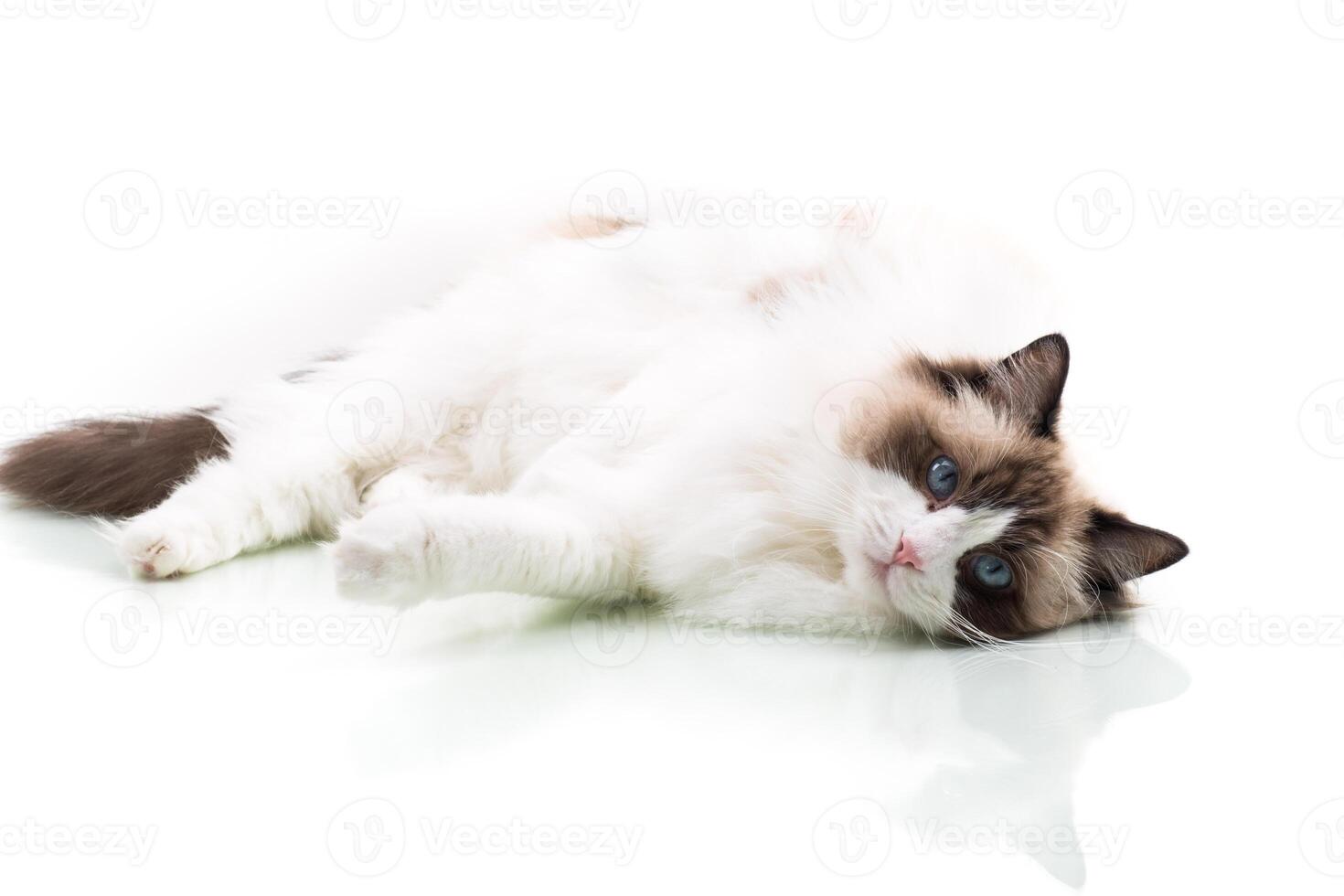 Happy beautiful Ragdoll cat isolated on white background photo