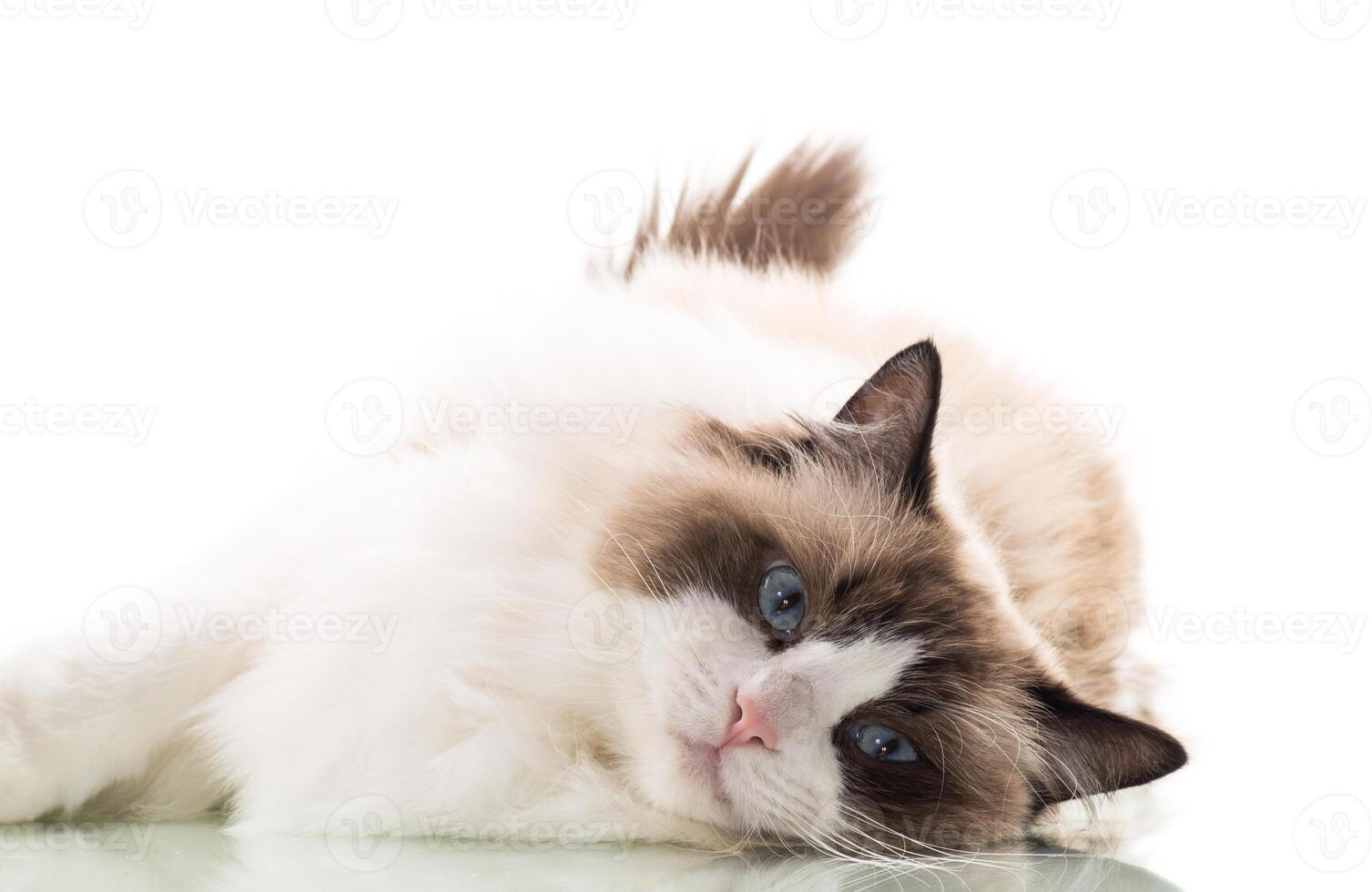 Happy beautiful Ragdoll cat isolated on white background photo
