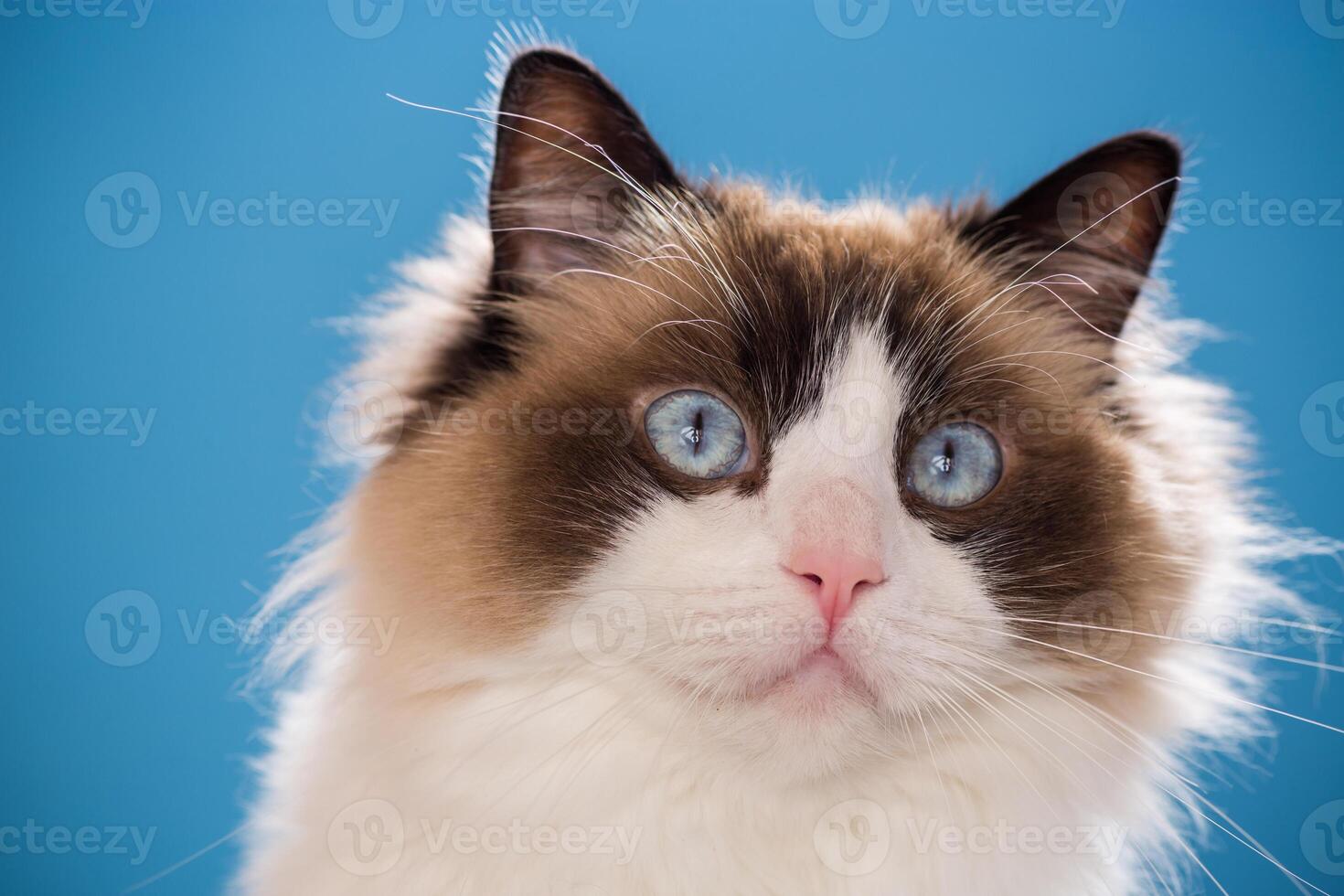 portrait of a beautiful young healthy Ragdoll cat.Isolated on blue background photo