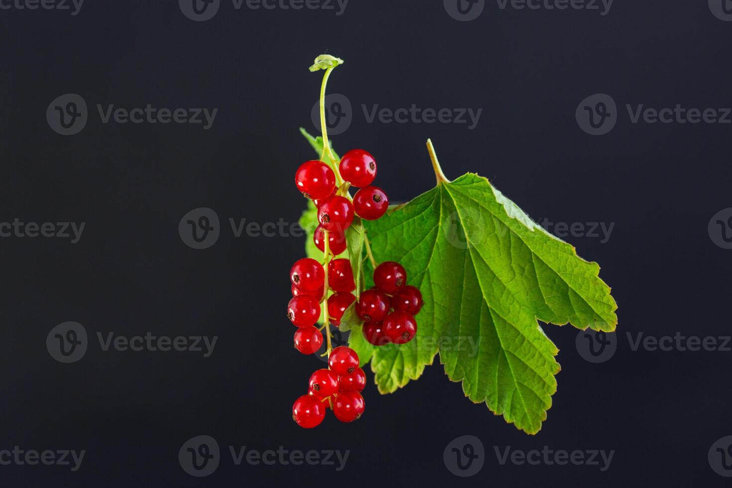 twigs of ripe red currants.Isolated on black background photo