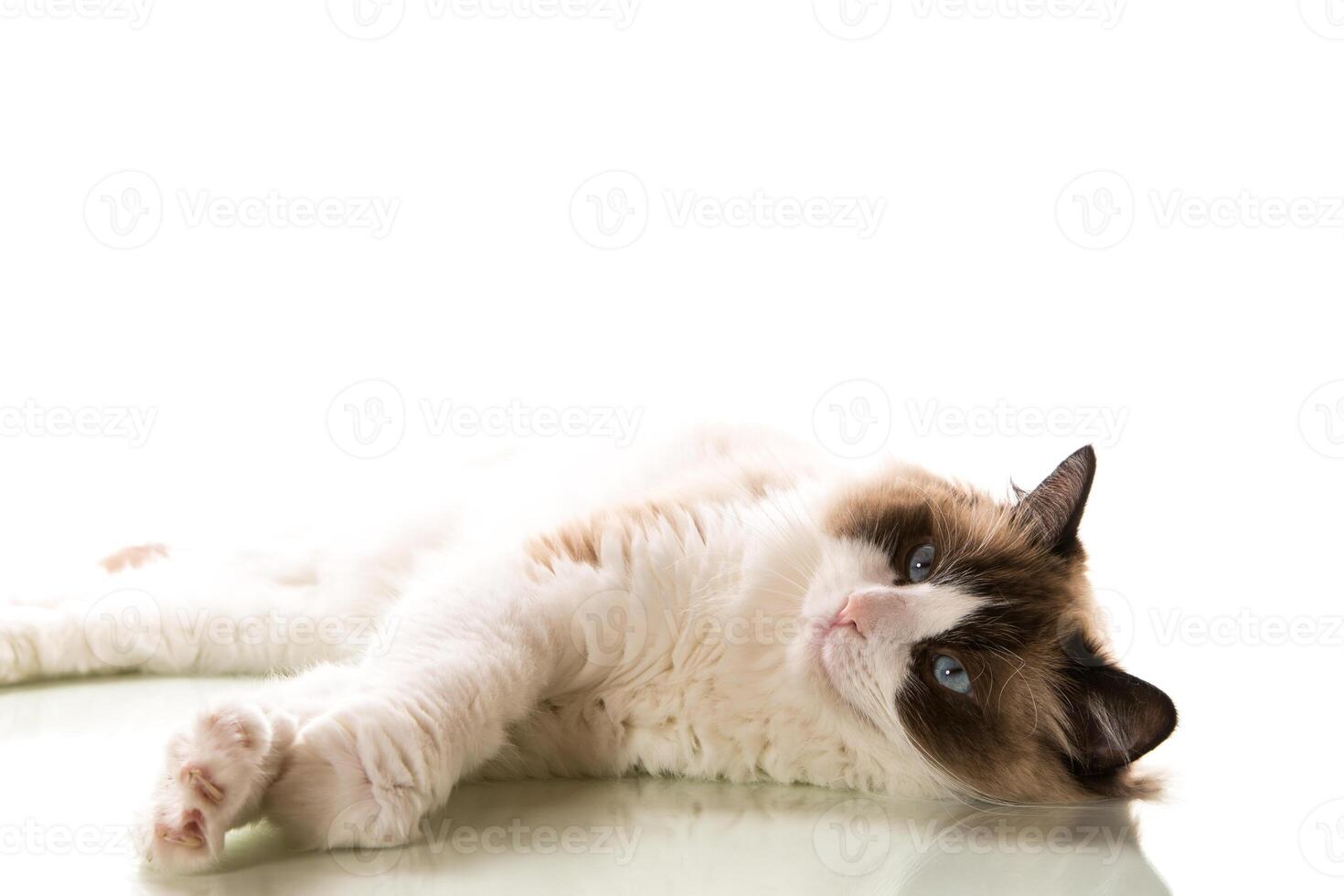 Beautiful young healthy Ragdoll cat on a white background. photo