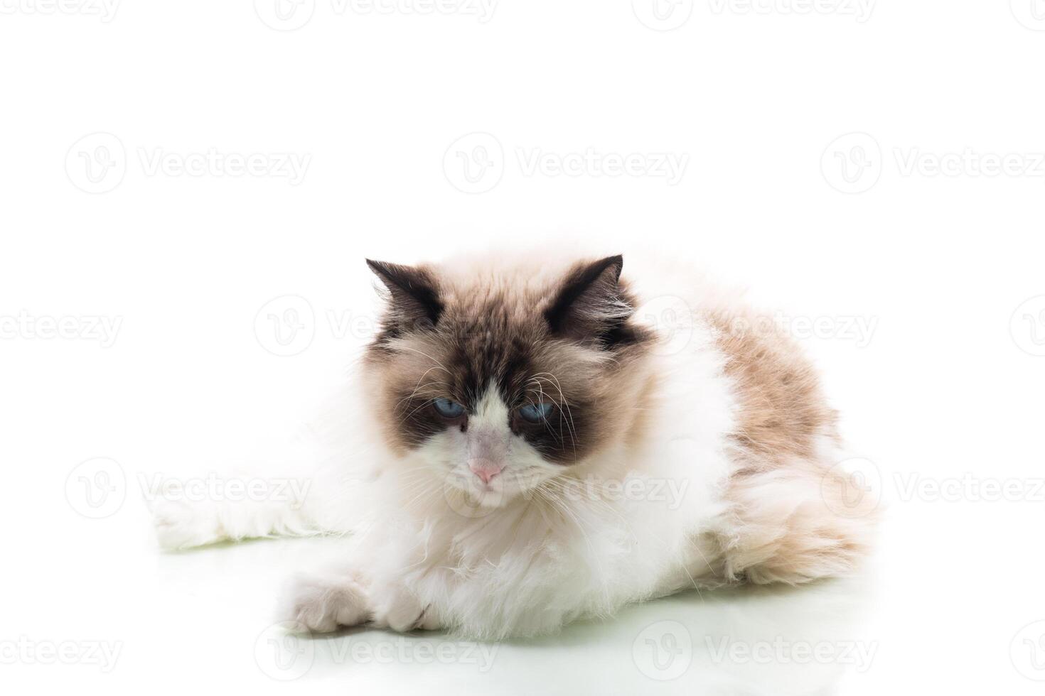 Happy beautiful Ragdoll cat isolated on white background photo
