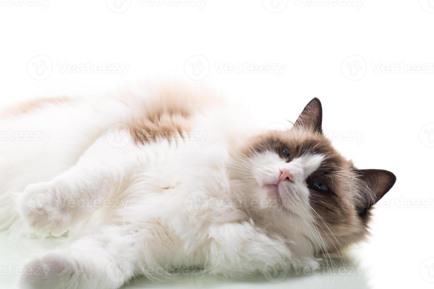 Happy beautiful Ragdoll cat isolated on white background photo