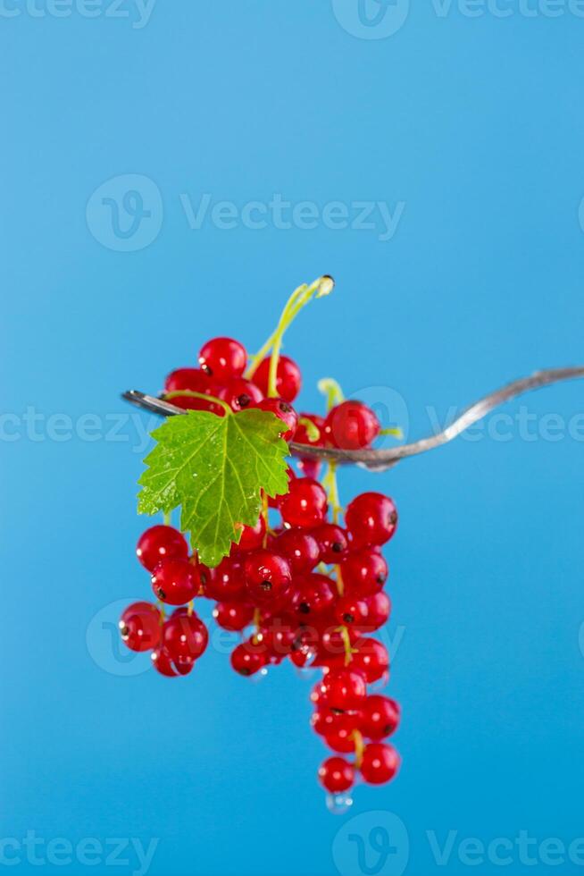 twigs of ripe red currants, isolated on a blue background photo