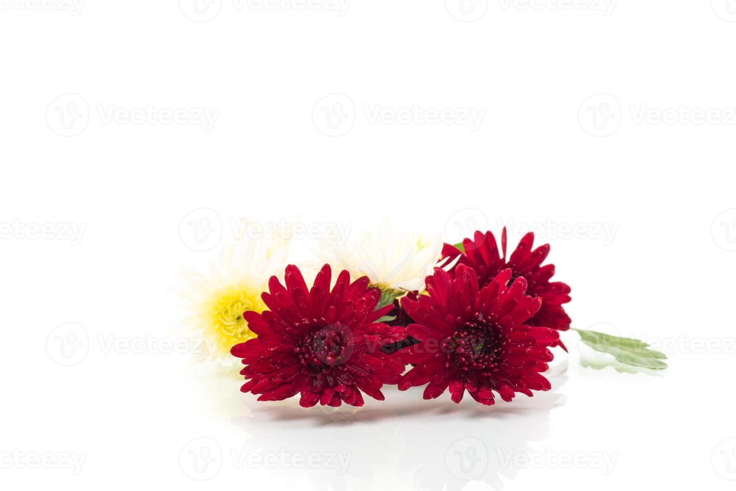 several burgundy chrysanthemums isolated on white background photo
