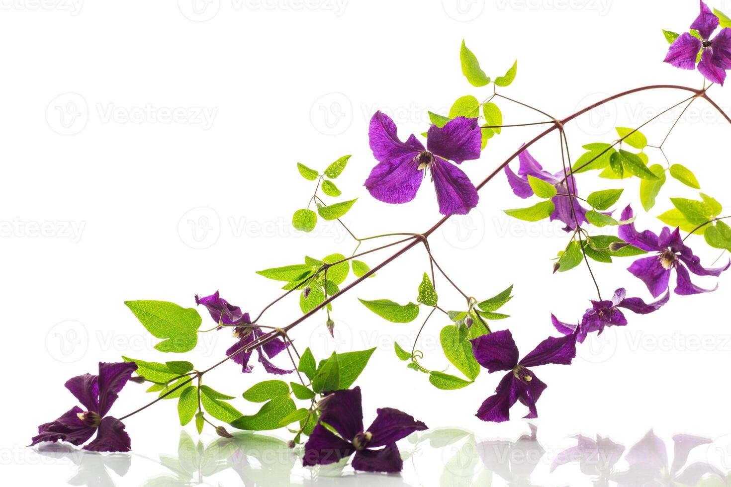branch of blooming purple clematis, isolated on white background photo