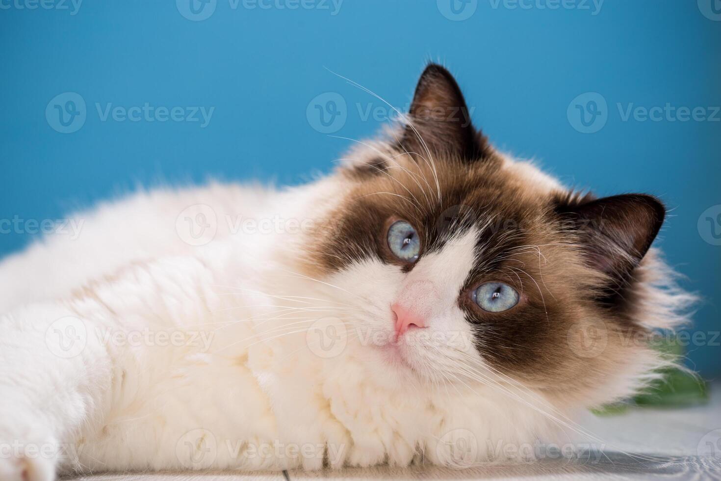 portrait of a beautiful young healthy Ragdoll cat.Isolated on blue background photo