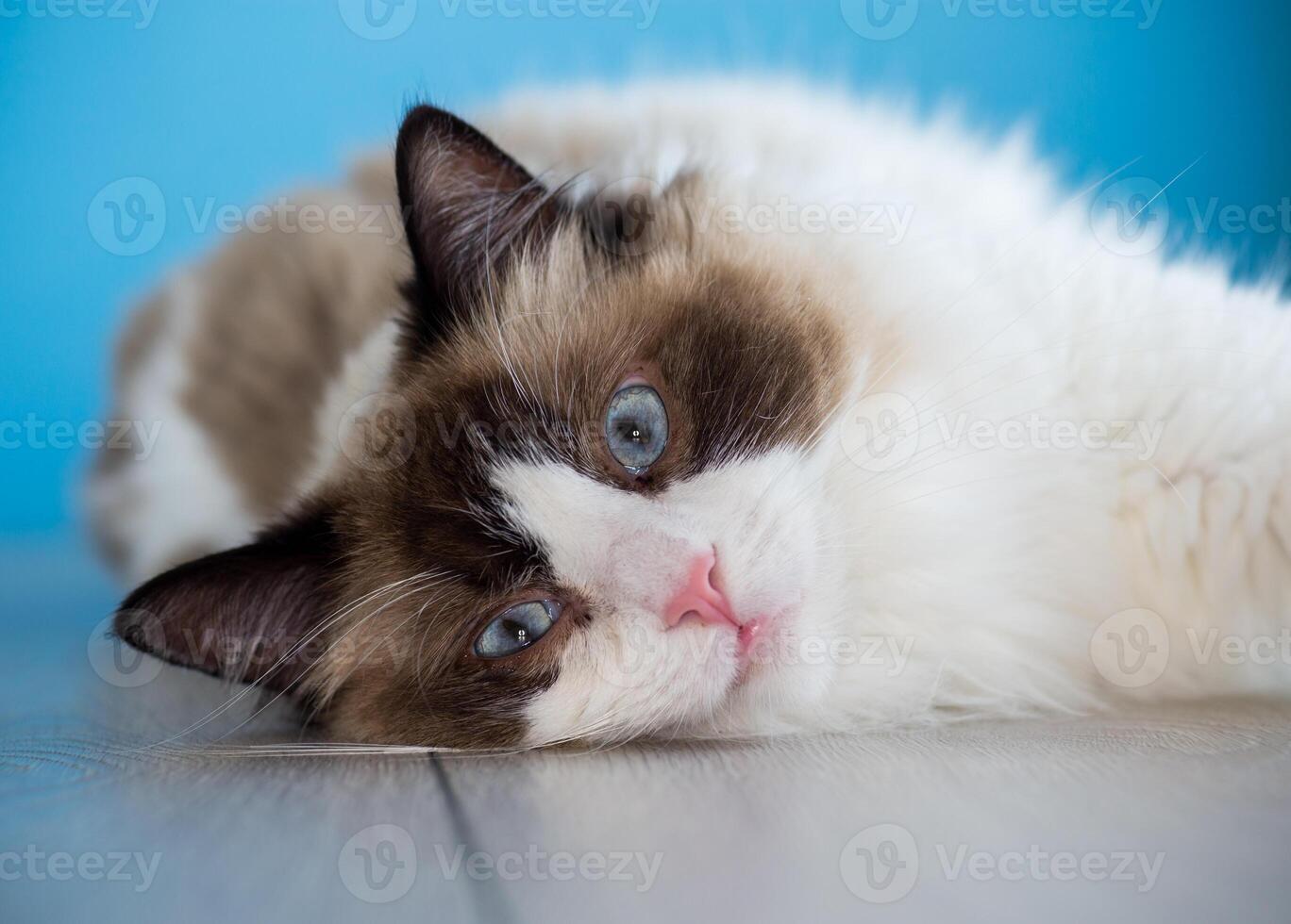 portrait of a beautiful young healthy Ragdoll cat.Isolated on blue background photo