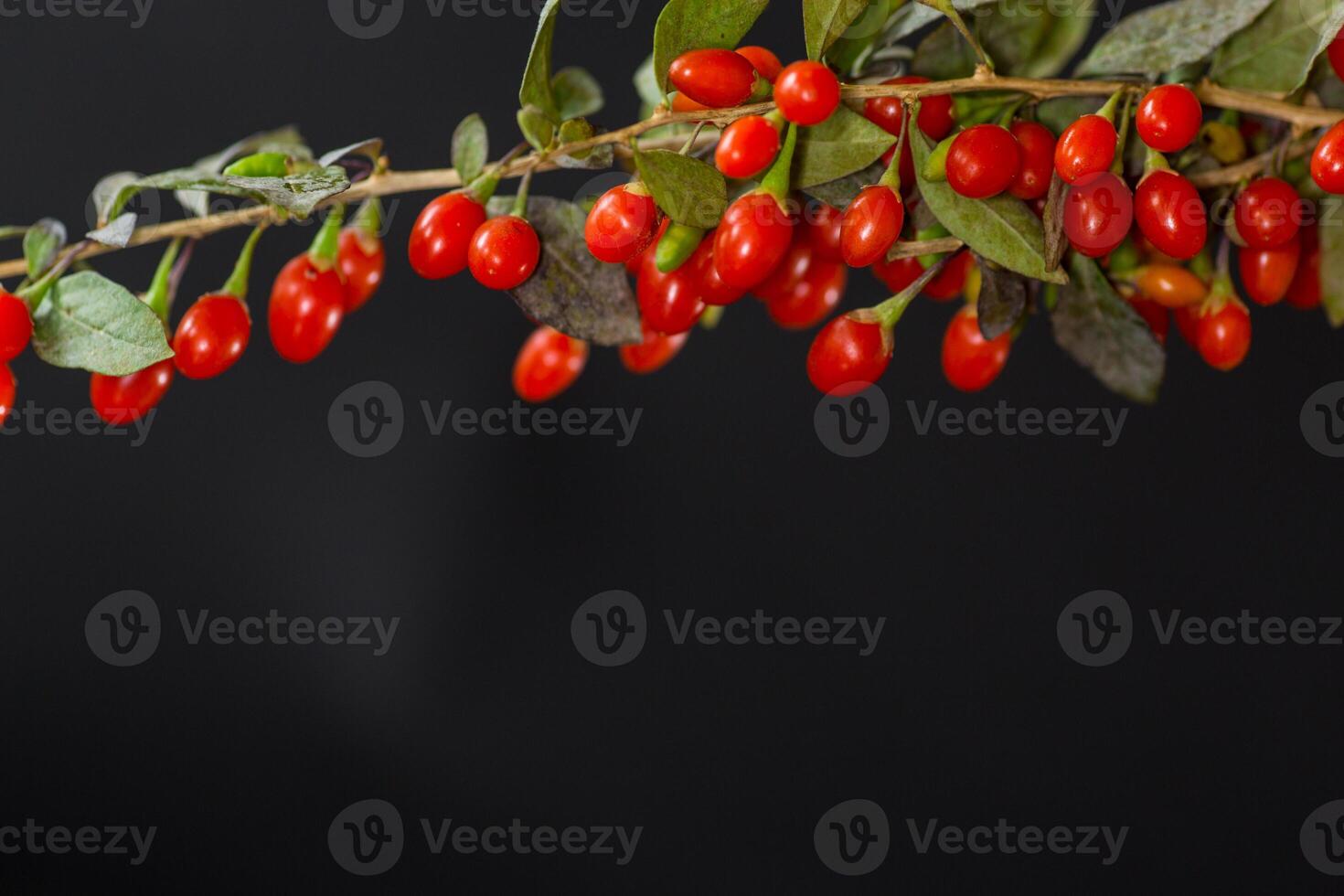 ripe red goji berries on a branch, isolated on black background photo