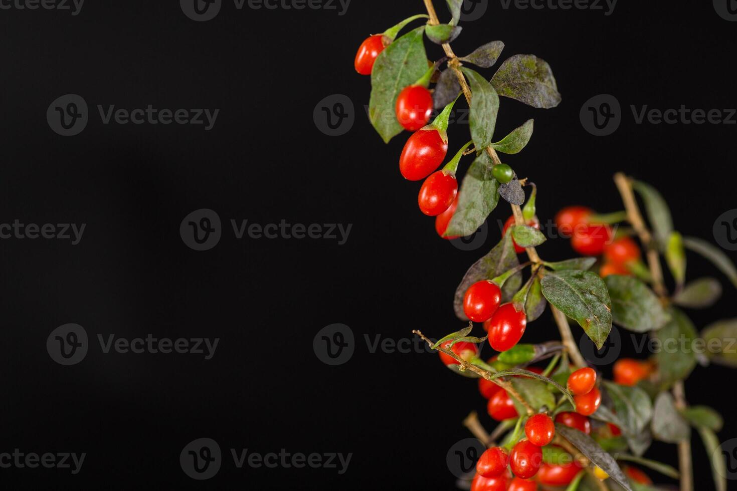 fresh ripe red goji berries on a branch, isolated on black background photo