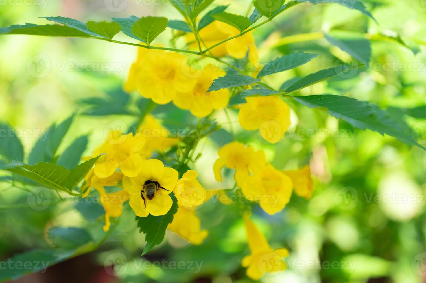 A shrub with bright yellow flowers in a summer garden. photo