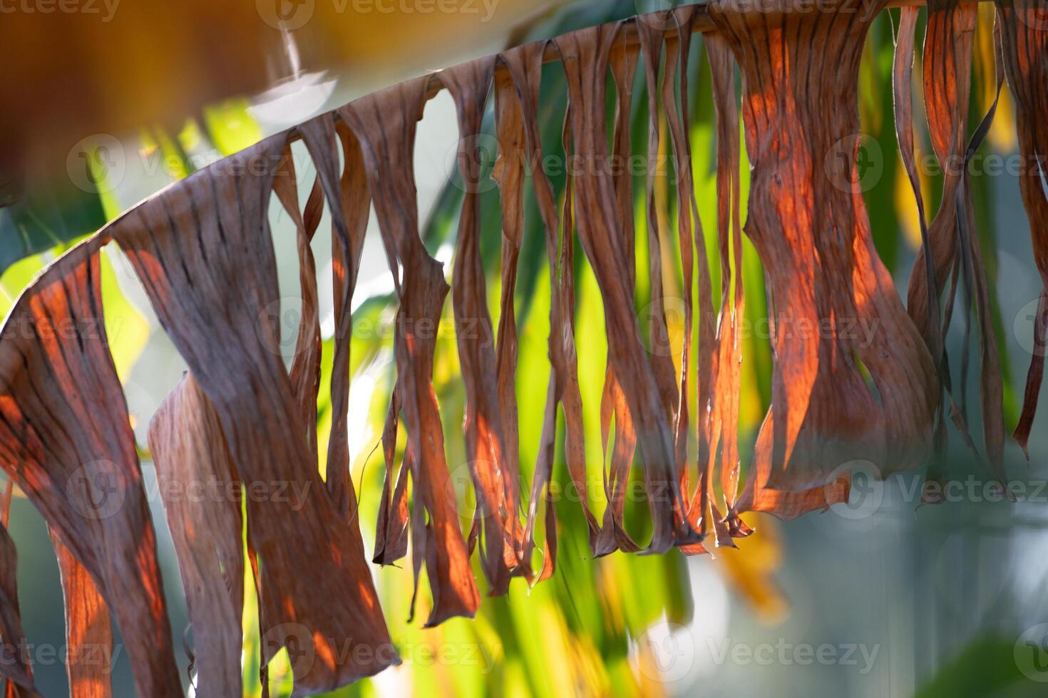 Frayed foliage of a banana tree, Musa paradisiaca. photo