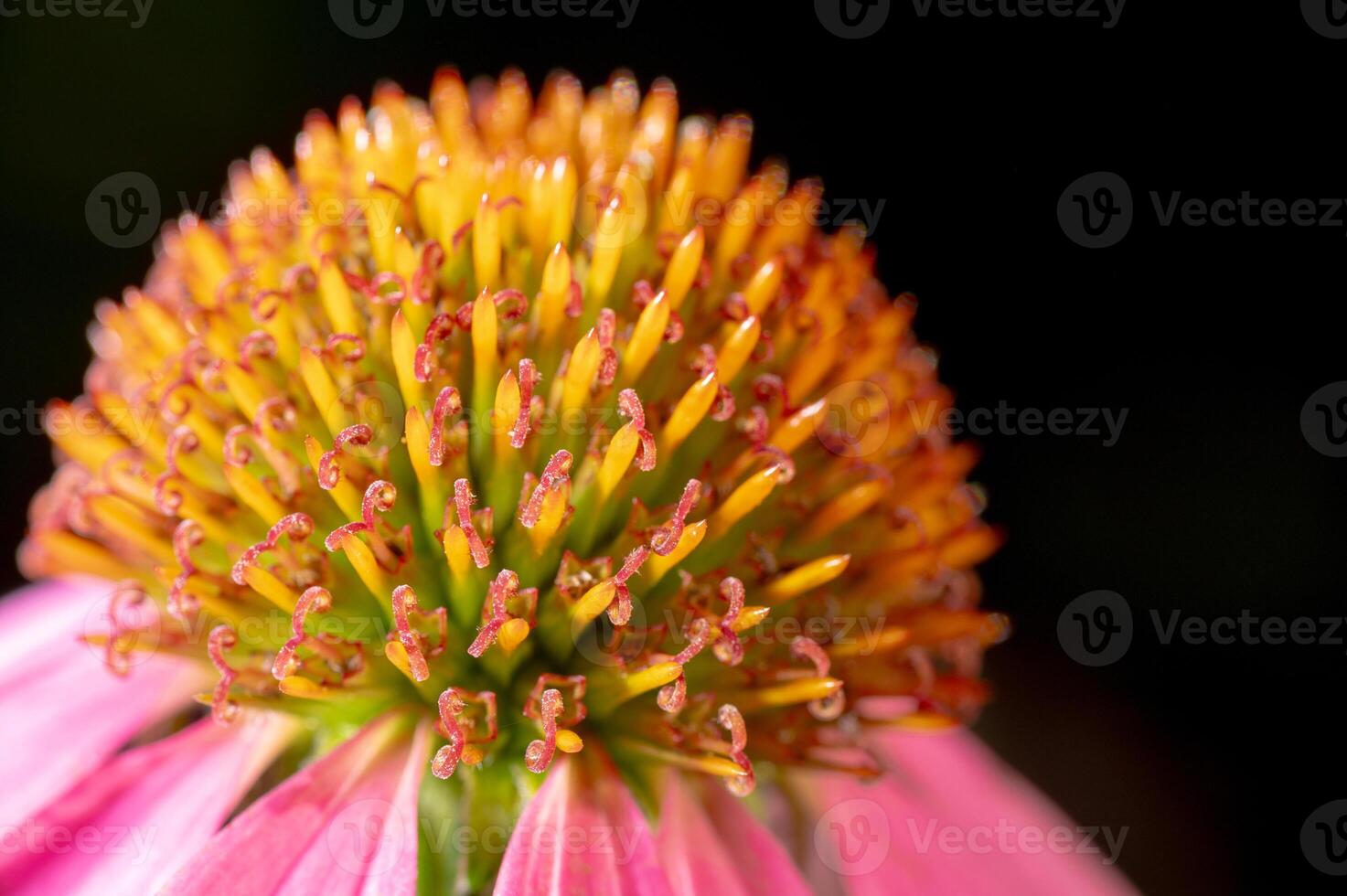 Macro detail of the center of an Echinacea flower against a black background. photo