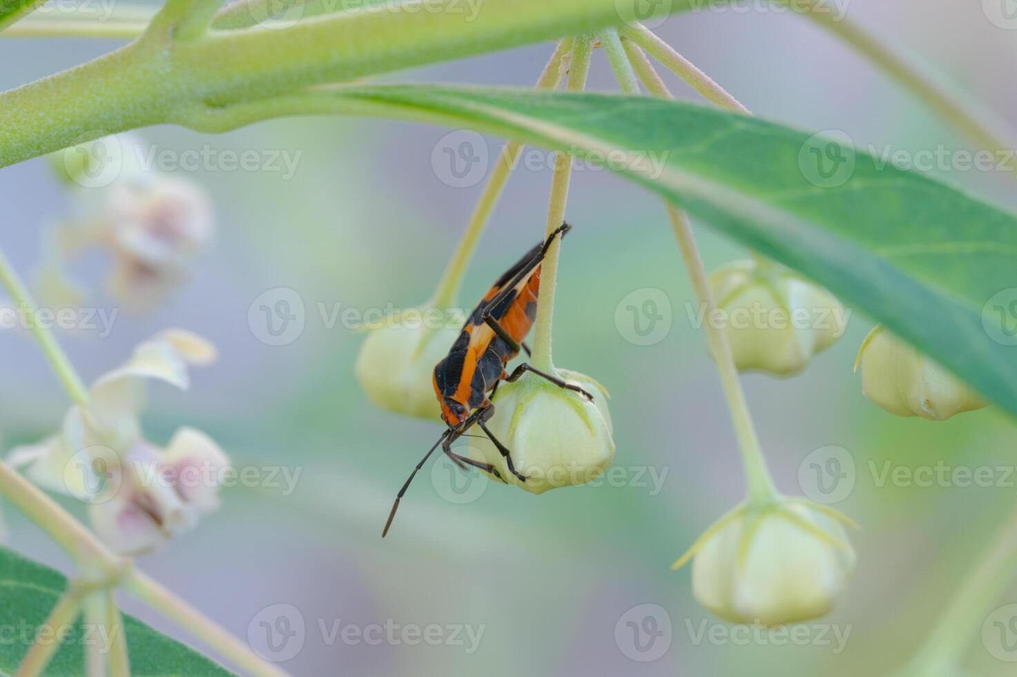The orange and black Large Milkweed Bug is easily spotted on a white Balloonplant flower bud. photo
