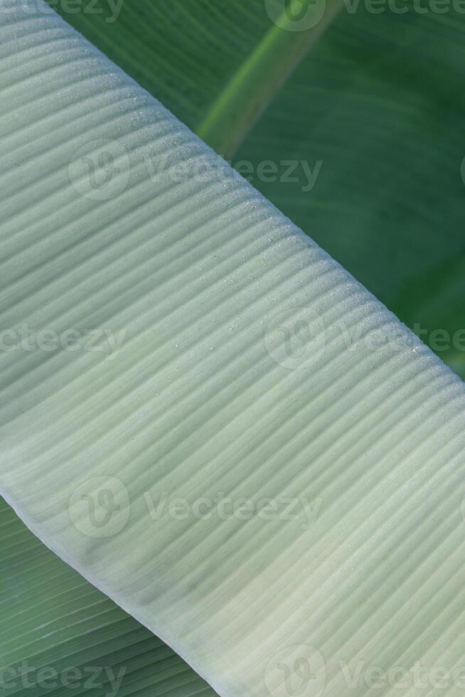 An abstract image of lush foliage. photo