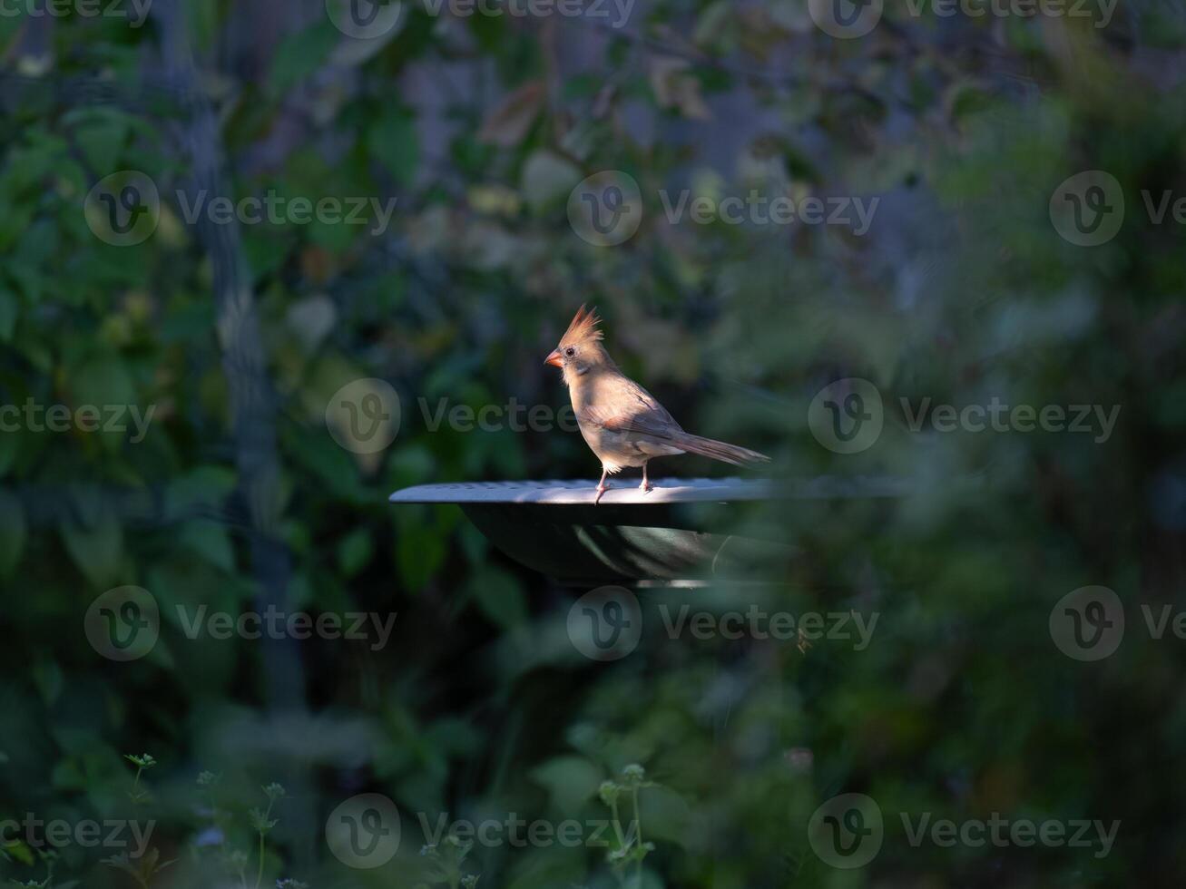 A cardinal resting in a beam of sunshine on a summer day. photo