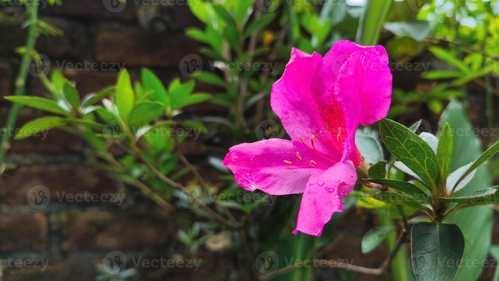 Rhododendron simsii ,Indian Azalea, Sims Azalea, The attractively wild rose, magenta or dark red shade, ruffle petals. photo