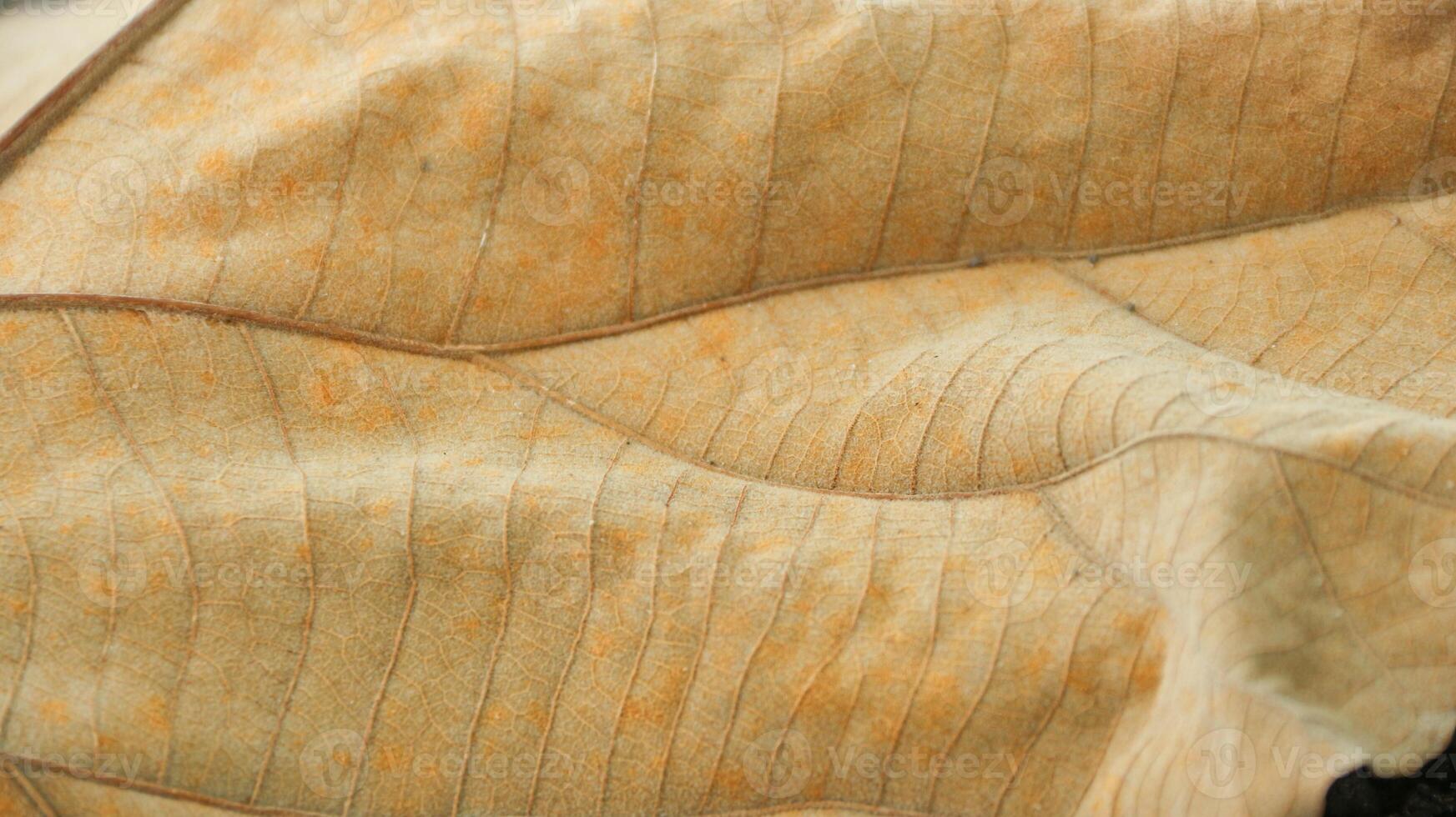 teak leaf texture, dry fallen teak tree leaves, fallen teak leaves in the dry season, dry teak leaf texture, autumn has arrived photo