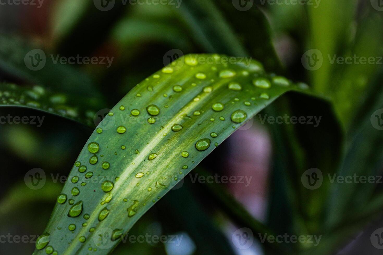 Beautiful large drop morning dew in nature, selective focus. Drops of clean transparent water on leaves. photo
