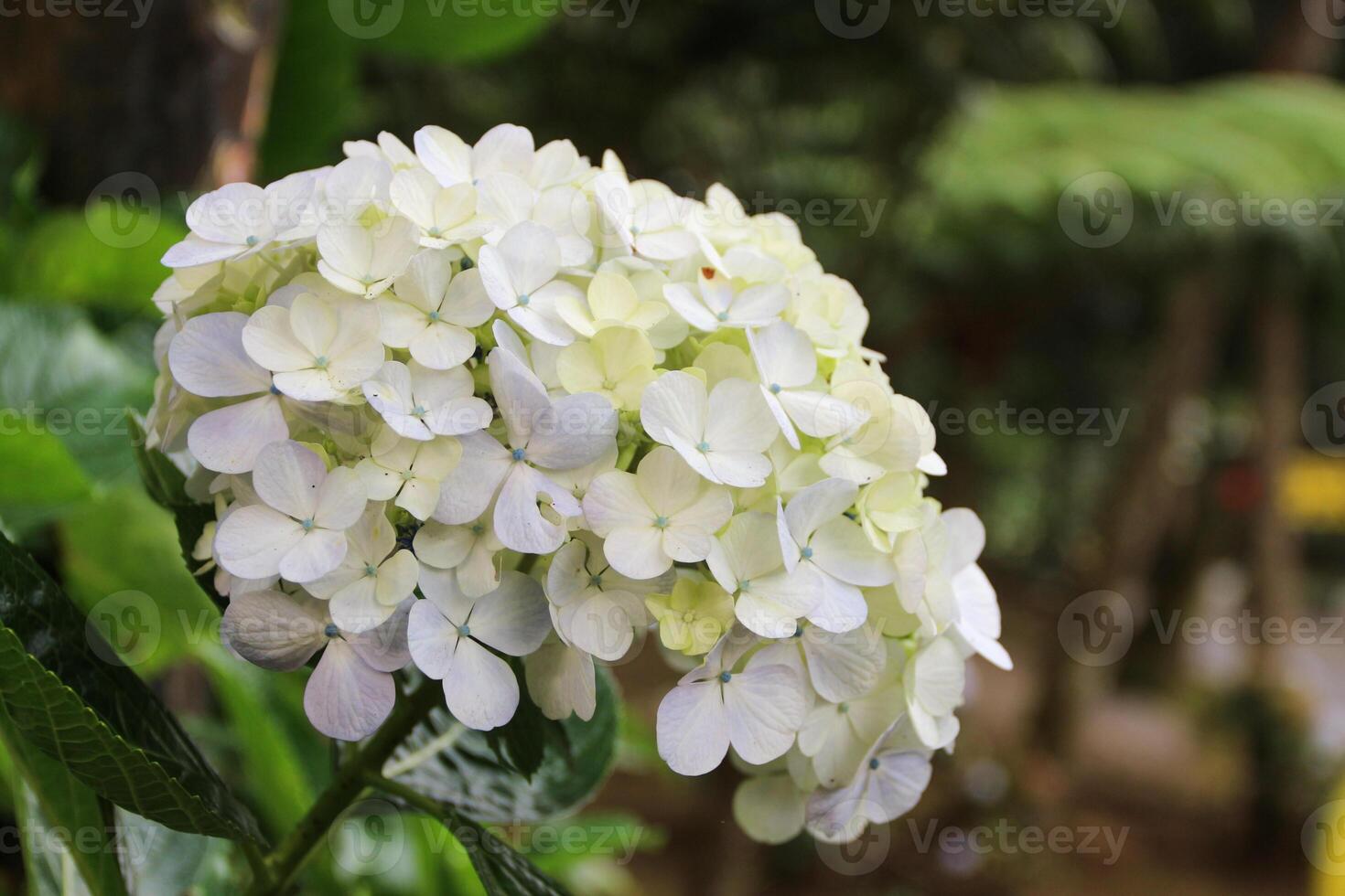 Hydrangea, white hydrangea, Hydrangea macrophylla, hydrangea paniculata blooms on the Bush in the garden in summer photo