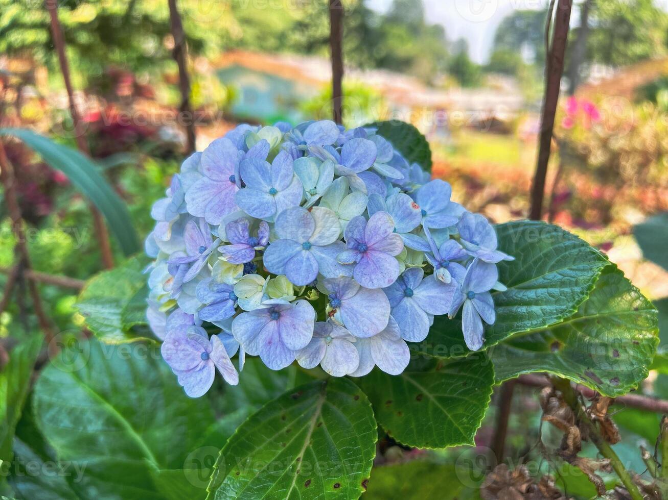 Hydrangea, Cool Blue Hydrangeas flowers , Hydrangea macrophylla, hydrangea paniculata blooms on the Bush in the garden in summer photo