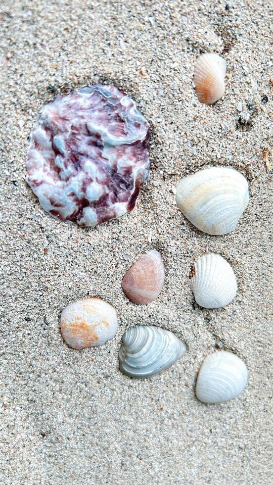 Top view of a sandy beach with collection of seashells and starfish as natural textured background for aesthetic summer design photo