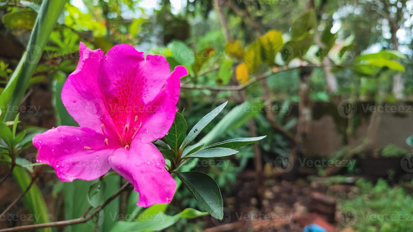 Rhododendron simsii ,Indian Azalea, Sims Azalea, The attractively wild rose, magenta or dark red shade, ruffle petals. photo