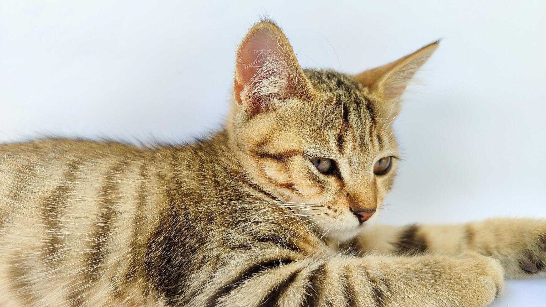 Grey Cat street Portrait face look front camera on putih background. photo