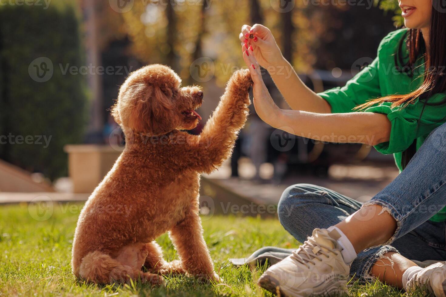 Cute Maltipoo dog giving high five to woman outdoors, closeup, concept love for animals photo
