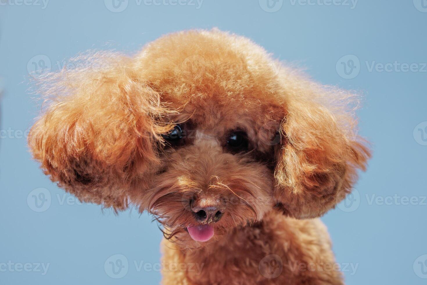 mile happy brown dog toy poodle peeking out on blue background, bottom view photo
